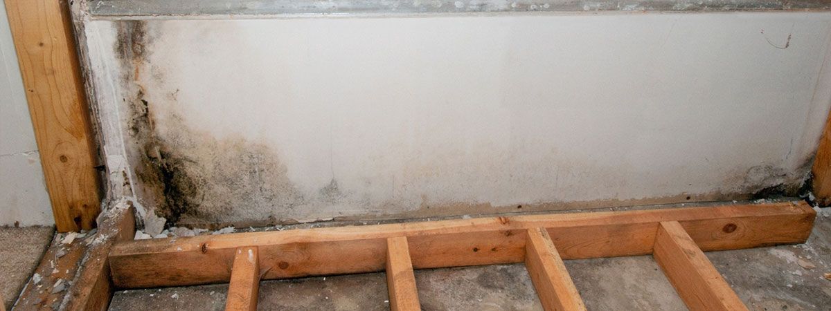 Mould Damage Mitigation